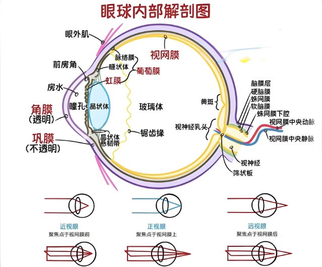 視網膜眼科中不同波長濾光片的應用